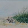 ertl-pelican-on-the-beach